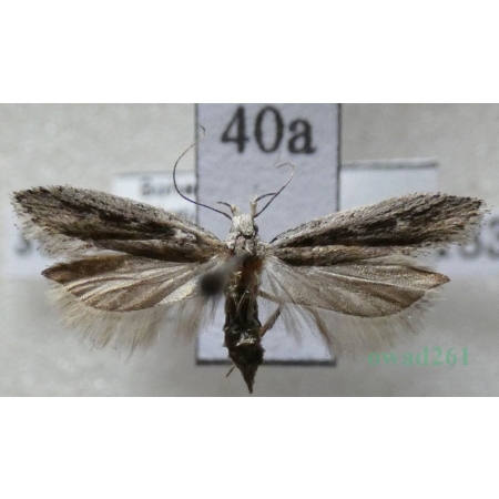 Gelechia sabinellus (Zeller, 1839) Czech40a